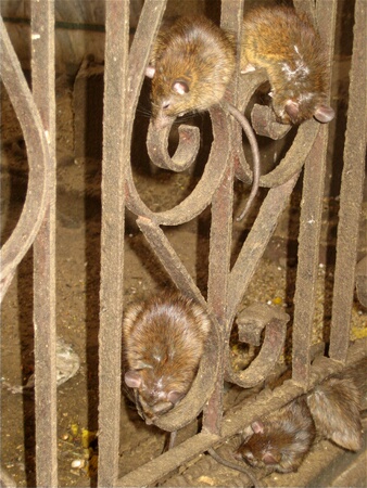 Inhabitants of the Rat Temple, Bikaner