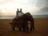 On an elephant at sunset